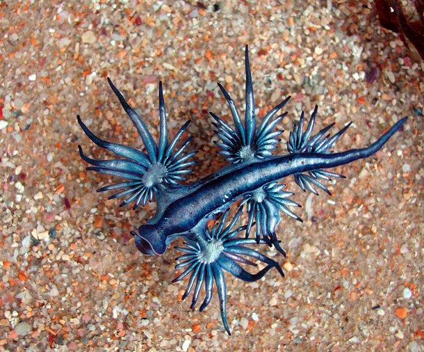 Glaucus Atlanticus - The Blue Dragon sea slug 