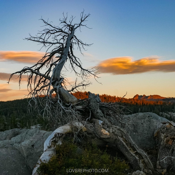 Gnarled Tree Crooked Lake Tahoe National Forest 