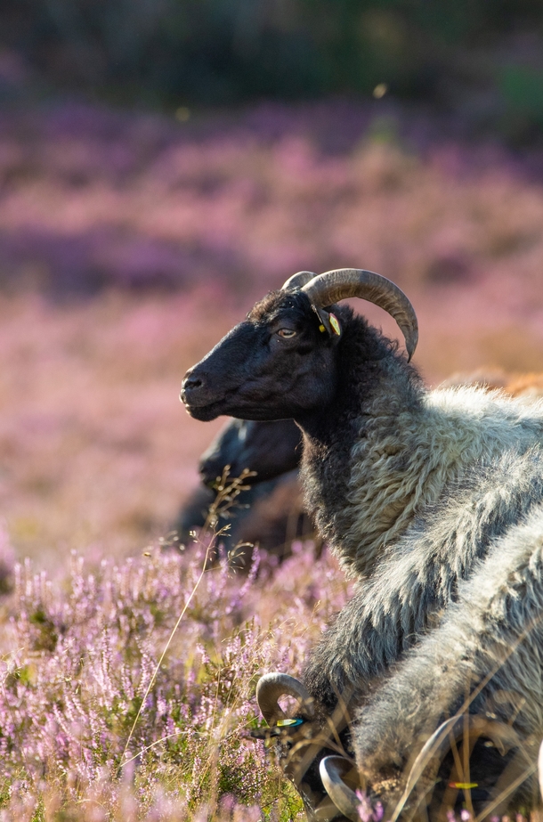 Goat in the pink heather Photo credit to Birger Strahl