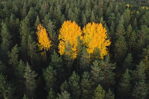 Golden birch trees surrounded by green pines stergtland Sweden  IG hedbergphotos