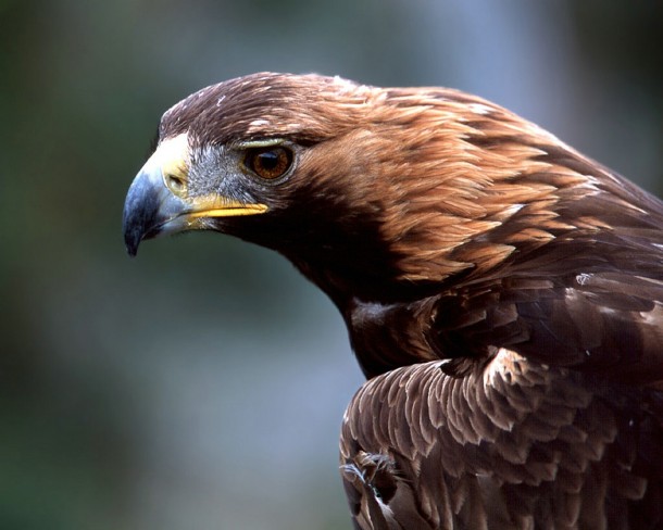 Golden Eagle Aquila chrysaetos
x