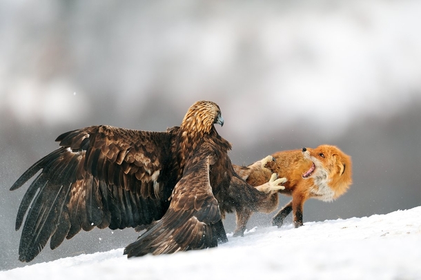 Golden Eagle chasing Fox away  Photo by Yves Adams