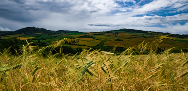 Golden Italian Grain Field Umbria Italy 