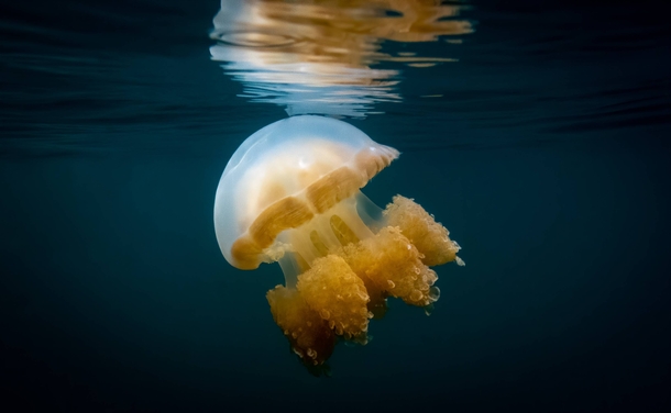 Golden Jellyfish in Palau 