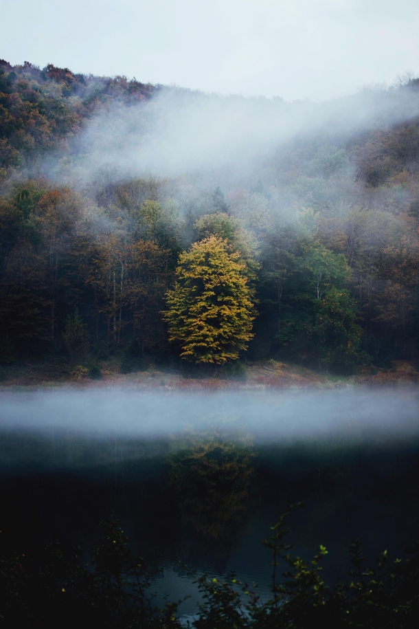Golden leaves on a foggy day near Sasquehannock State Park in Pennsylvania 