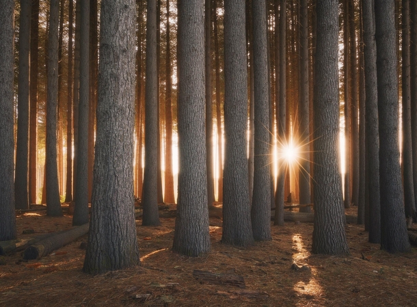 Golden light illuminating a sugar pine forest NSW Australia 