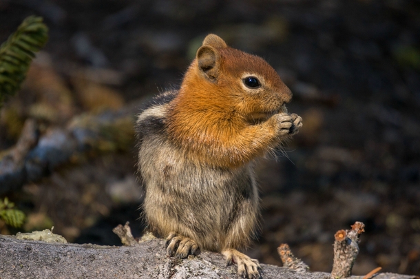 Golden-Mantled Ground Squirrel Callospermophilus lateralis Lassen Volcanic National Park 