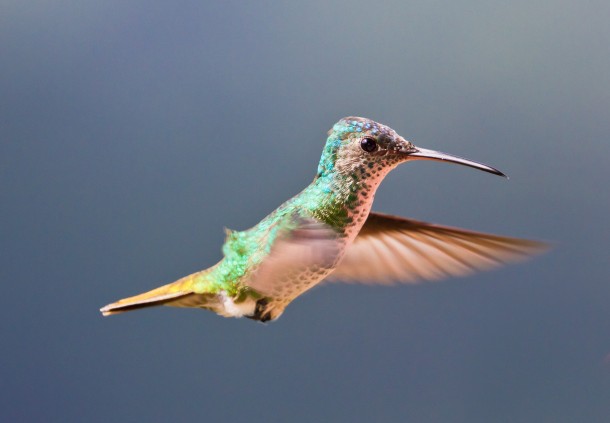 Golden-tailed Sapphire hummingbird Chrysuronia oenone in flight 