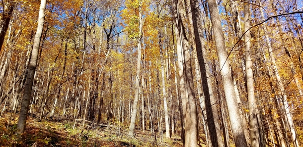 Golden woods Shenandoah National Park VA 