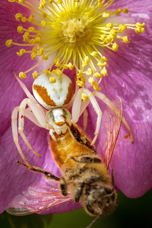 Goldenrod spider Misumena vatia and a honey bee Apis mellifera on the petals of a flower 
