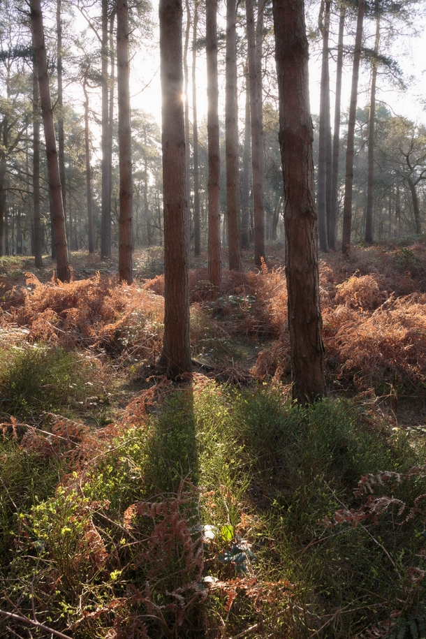 Good morning from the forest - Cannock Chase UK 