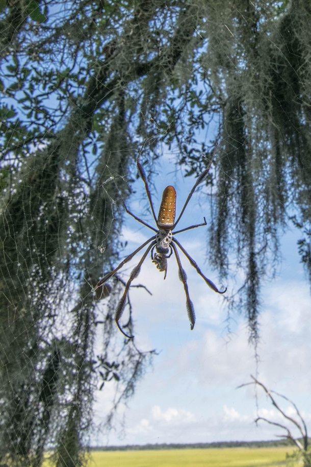 Good thing I was looking where I was walking Banana Spider 