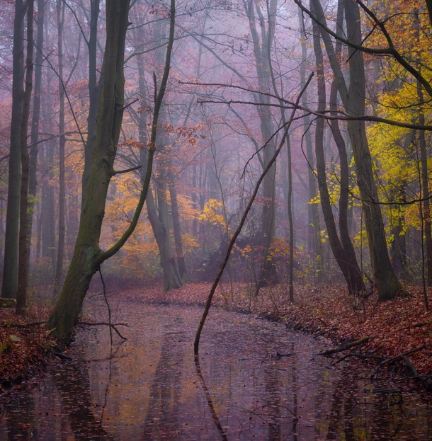 Goodbye Autumn The last bits of color in a forest near Amsterdam the Netherlands 