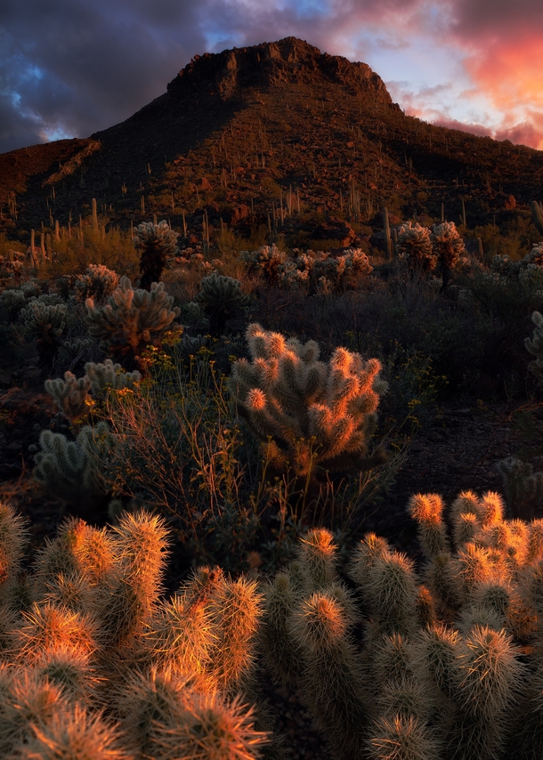 Got a Cholla arm stuck in my leg walking back to my car after this sunset in Tucson AZ  andrewsantiago_
