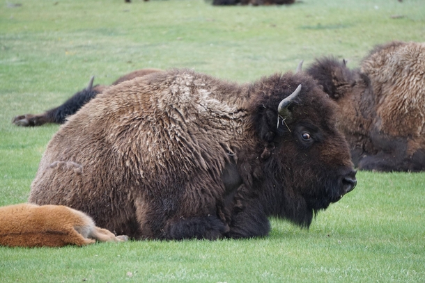 Got the stink eye from this Bison in Yellowstone 