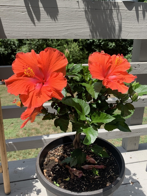 Got this Hibiscus Hibiscus rosa - sinensis from Home Depot a couple months ago when it was near death All its leaves were yellowing or already yellow so we got all those off some good soil and just the right about of water and its been a very happy plant 