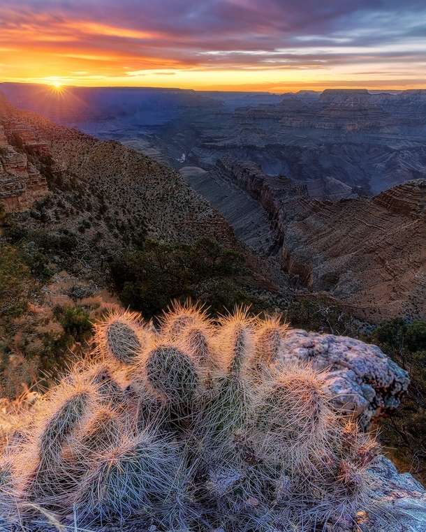 Grand Canyon Cactus 