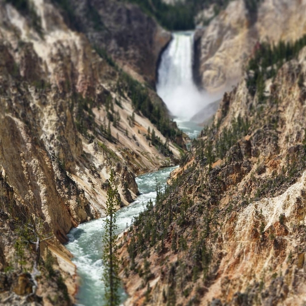 Grand Canyon of the Yellowstone from artists point last July when the falls were roaring 