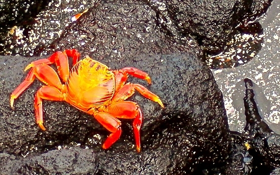 Grapsus grapsus Sally Lightfoot Crab Galapagos Ecuador 