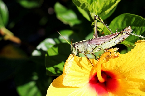Grasshopper and Hibiscus 