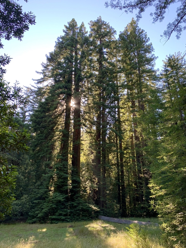 Grateful to have easy access to Redwoods  Big Basin Redwoods State Park Big Basin CA 