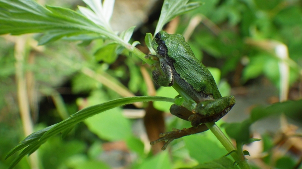 Gray tree frog Hyla versicolor 