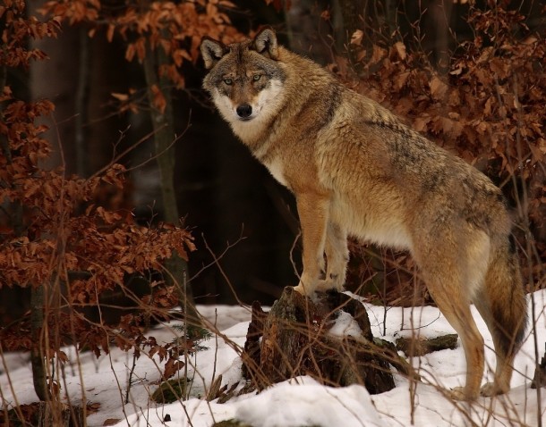 Gray wolf Canis lupus 