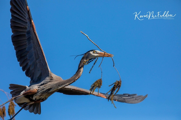 Great Blue Heron - delivering nesting materials Lakeland FL