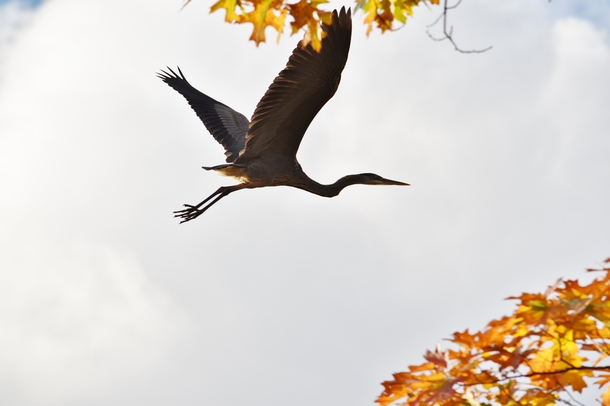 Great Blue Heron I Saw Today In Upstate New York 