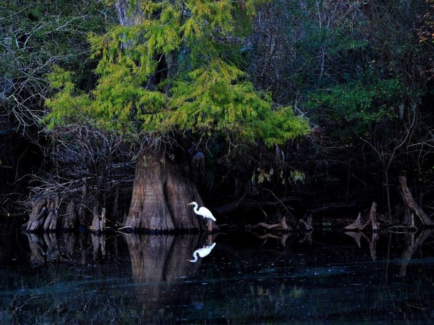Great Egret Florida 