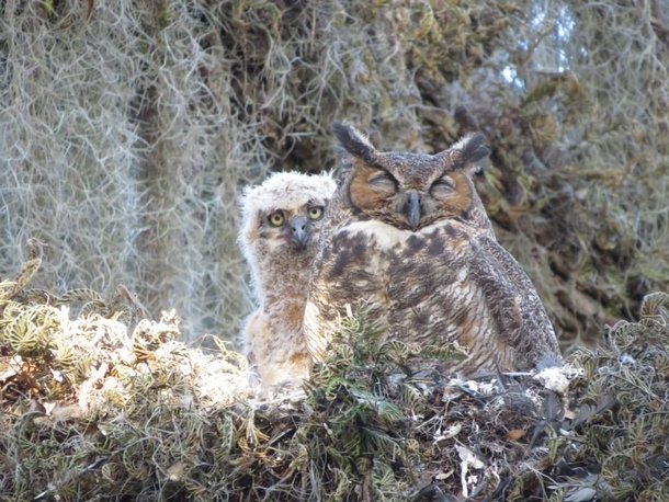 Great Horned Owl Bubo virginianus mother with her chick 