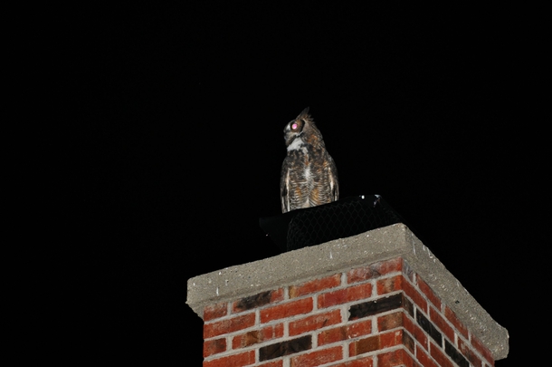 Great Horned Owl Bubo virginianus  On my chimney making all sorts of noise close to midnight