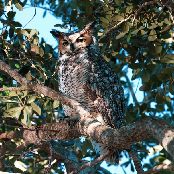 Great horned owl i spotted in south Florida this morning