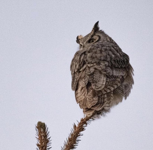 Great Horned Owl Jackson Wyoming Photo credit to uNWR