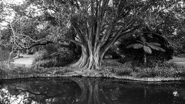 Great Oak by still water of a river 