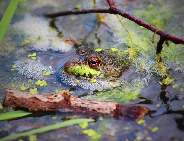 Green frog in Michigan 