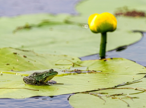 Green Frog on his pad Photo credit to Zdenek Machacek