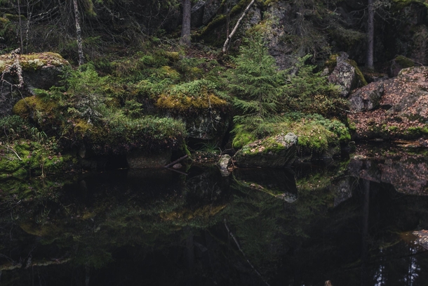 Green glow black water Deep in the woods of inner Finland 