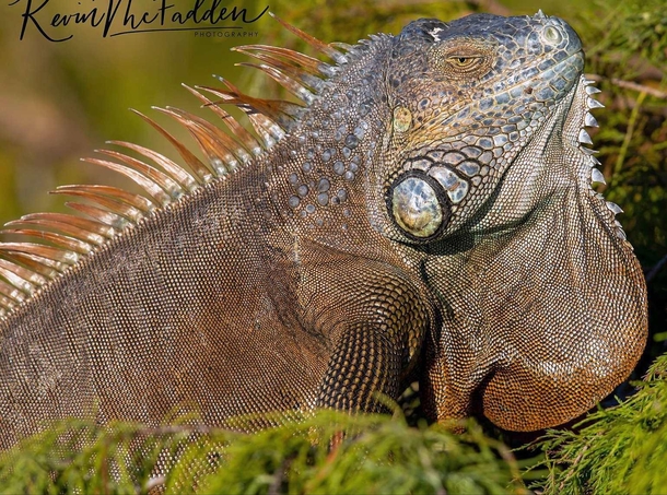 Green Iguana up close and personal x OC