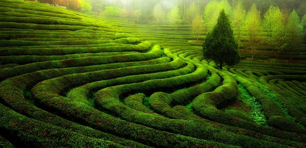 Green Tea Fields in Korea by Jaewoon U 