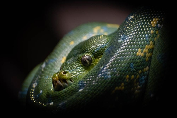 Green tree python - Milwaukee zoo