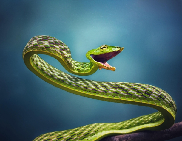 Green vine snake taken on iPhone 