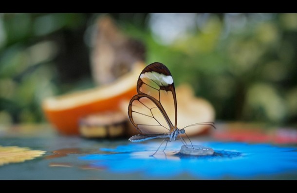 Greta Oto the glasswinged butterfly 