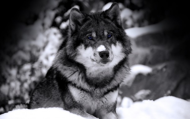 Grey Wolf Canis lupis lupis 