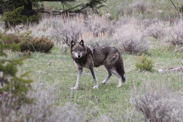 Grey Wolf Photo credit Rocky Mountain Wolf Project 