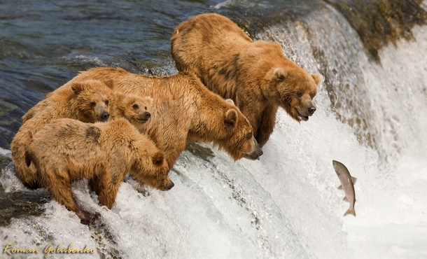 Grizzly family fishing by Roman Golubenko 