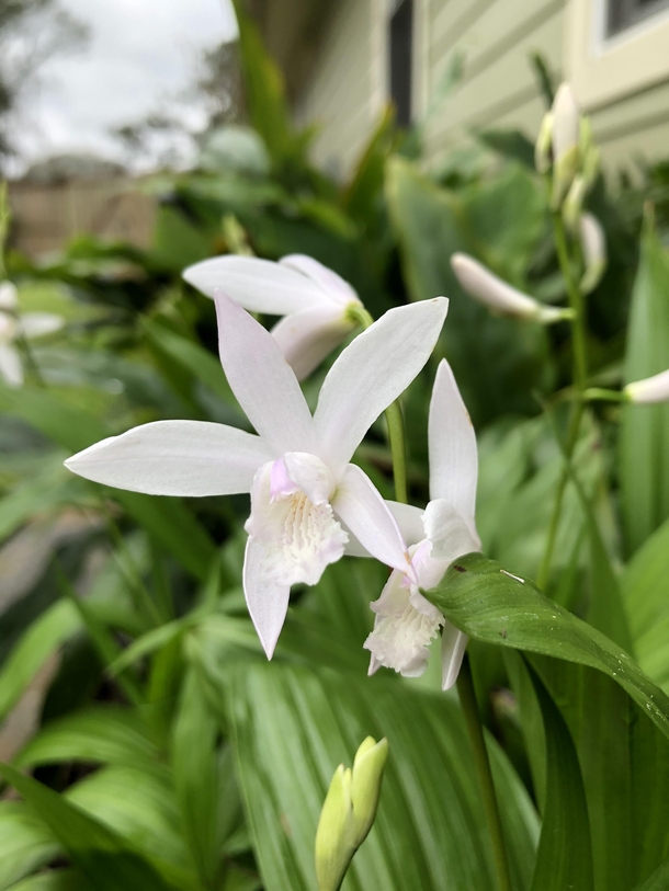 Ground Orchid - Bletilla striata Alba blooming early this year OC  x 