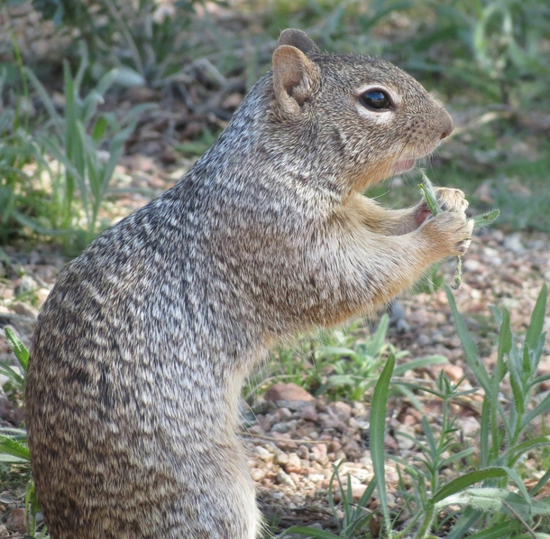 Ground squirrel Otospermophilus variegatus Having a snack  x