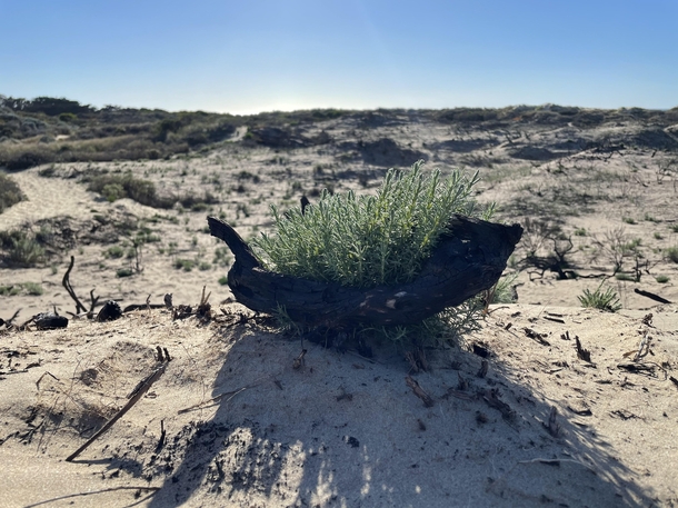 Growing back after a beach dune fire near San Luis Obispo CA 