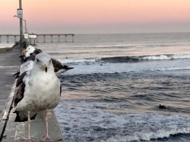 Gull line up San Diego California January  